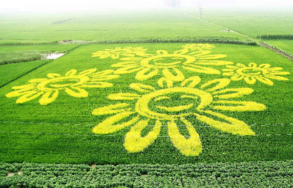 Art in paddy field