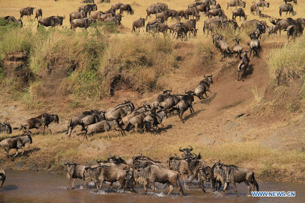 Gnus migrate at Masai Mara National Reserve