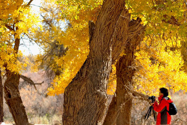 Autumn scenery of populus euphratica forest attracts tourists in N China