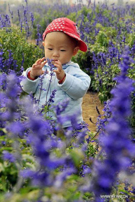 Lavender garden in Jinan, China's Shandong
