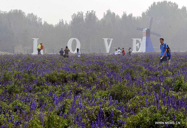 Lavender garden in Jinan, China's Shandong