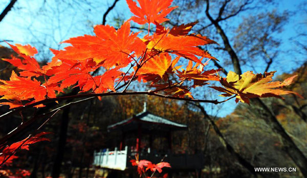 Maples on Guanmen Mountain in Benxi, NE China