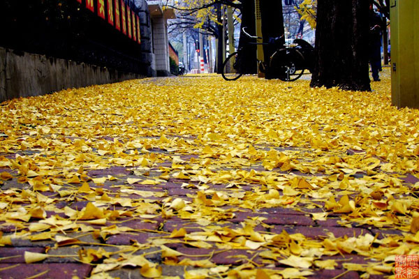 Dandong's beautiful scenery in autumn