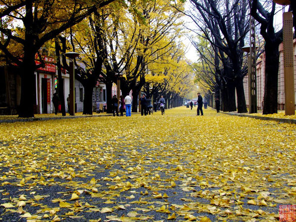 Dandong's beautiful scenery in autumn