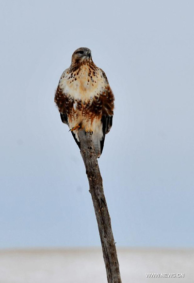 Wild animals in Inner Mongolia region