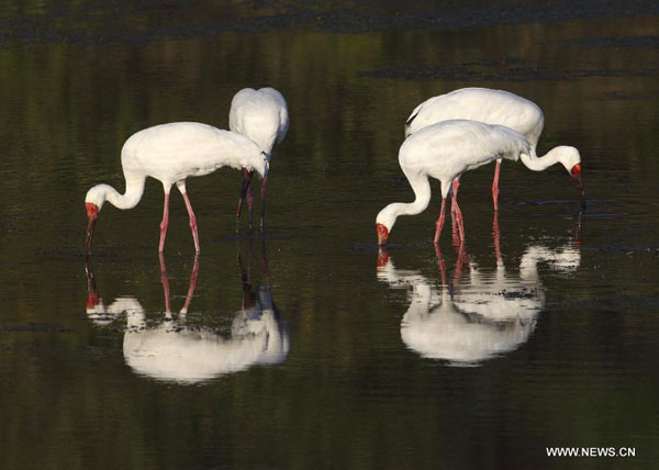 White cranes in Sikou township of Wuyuan county