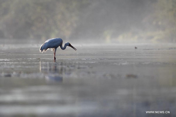 White cranes in Sikou township of Wuyuan county