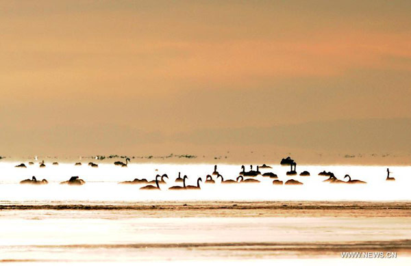 Swans swim in Qinghai Lake