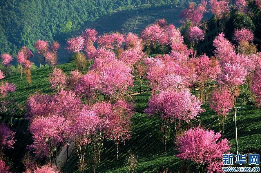 Oriental cherries bloom in winter in China's Yunnan