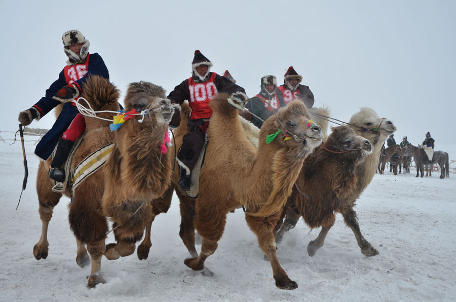 Nadam festival gallops into Inner Mongolia