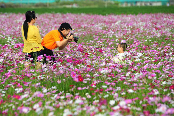 Tourists visit garden cosmos field in China's Sanya