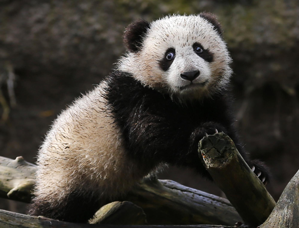 Panda cub makes public debut at San Diego Zoo