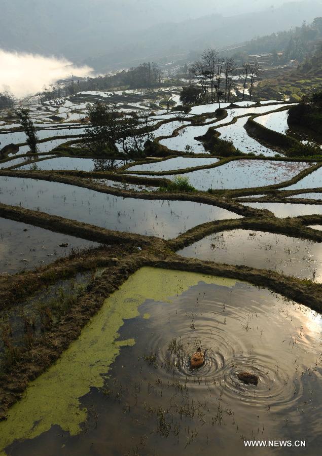 Painting-like scenery of Hani terraced fields in SW China