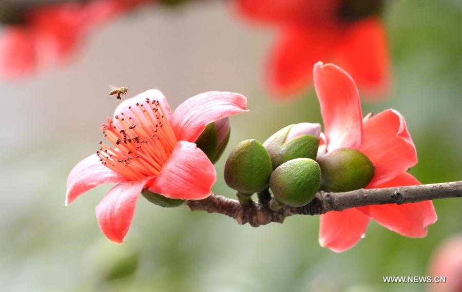 Flowers blossom around China