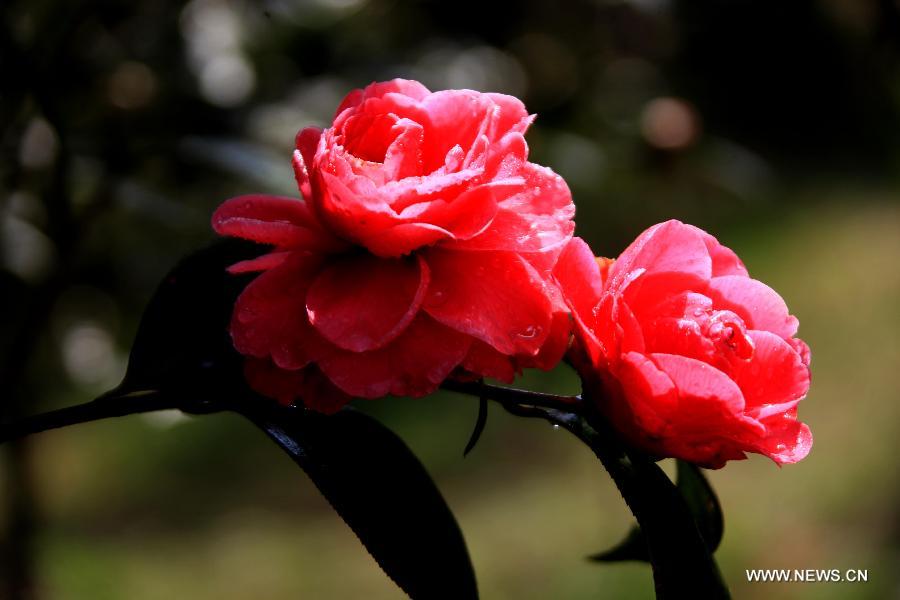 Flowers blossom around China