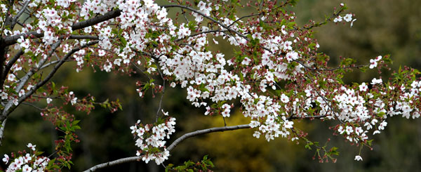 Gucun Park is all cherry blossom white