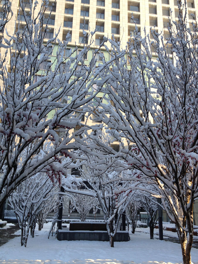 Spring snow blankets Beijing