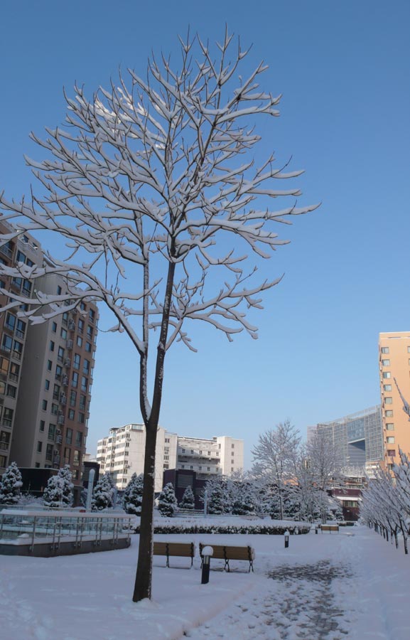 Spring snow blankets Beijing