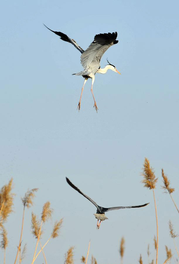 Migratory birds fly to Shahu Lake area in China's Ningxia