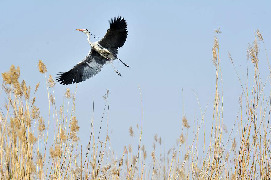 Migratory birds fly to Shahu Lake area in China's Ningxia