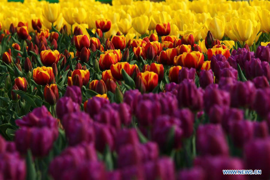 Tulip flowers blossom at botanical garden in Hefei