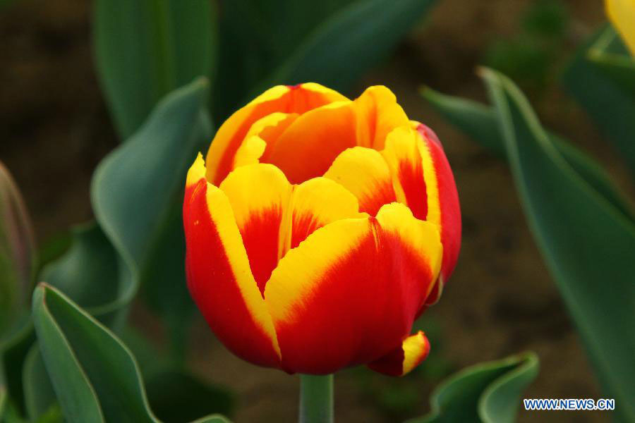 Tulip flowers blossom at botanical garden in Hefei