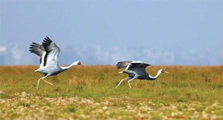 Unfeathered friends flock together