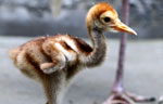 Unfeathered friends flock together