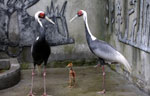 Unfeathered friends flock together