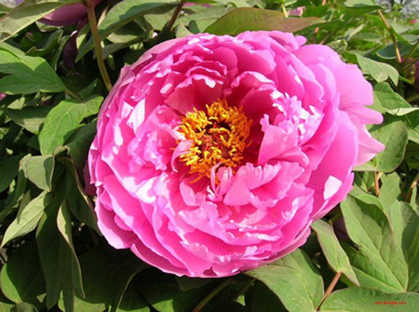 Centenarians make grand old peonies