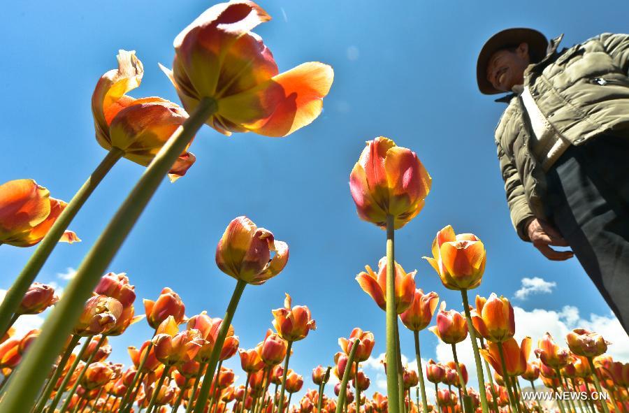 Tulip flowers blossom in China's Tibet and Qinghai