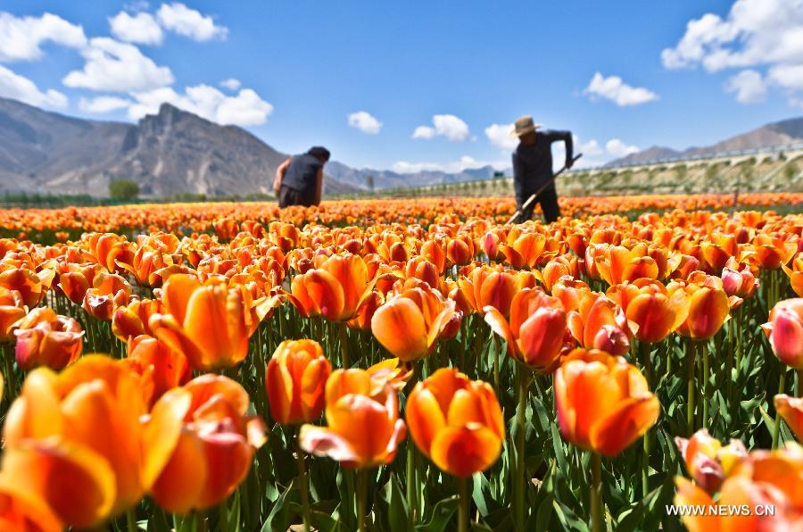 Tulip flowers blossom in China's Tibet and Qinghai