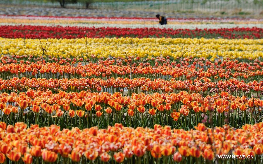 Tulip flowers blossom in China's Tibet and Qinghai