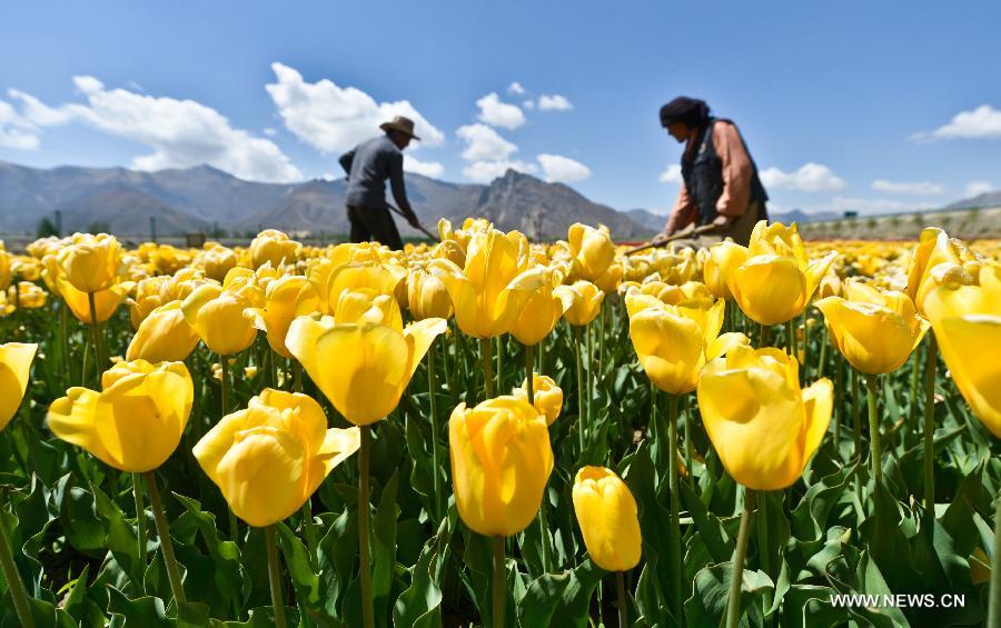 Tulip flowers blossom in China's Tibet and Qinghai