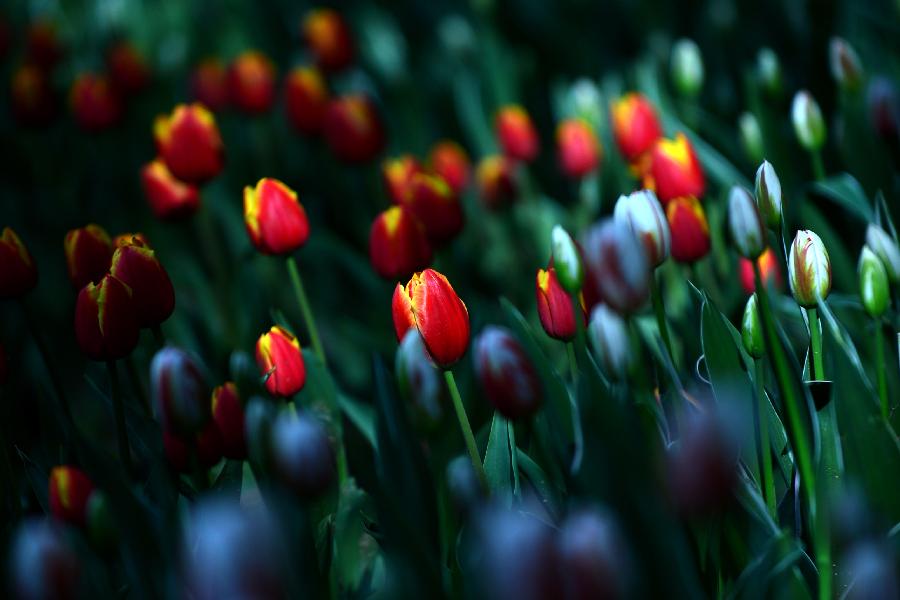 Tulip flowers blossom in China's Tibet and Qinghai