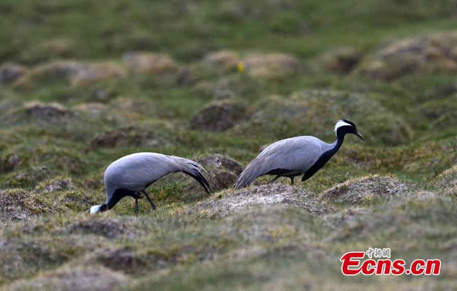 Birds live in harmony with nature in Bayanblak Wetlands, Xinjiang