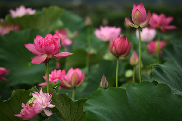Space lotuses to touch down in Shanghai