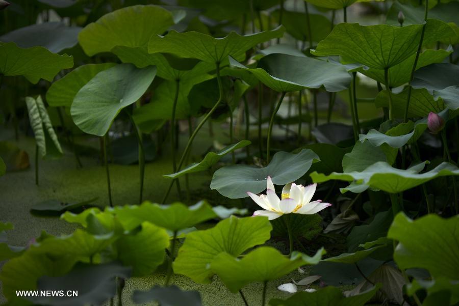 Lotus flowers bloom in Lianhu lake park in China's Xi'an