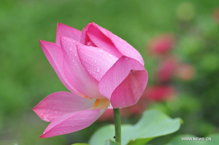 Lotus season in China