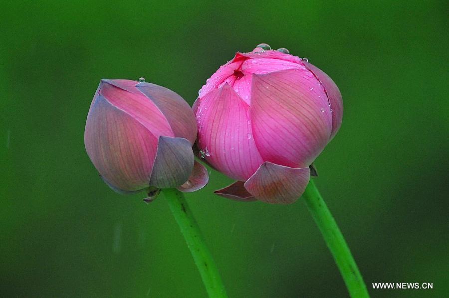 Lotus season in China