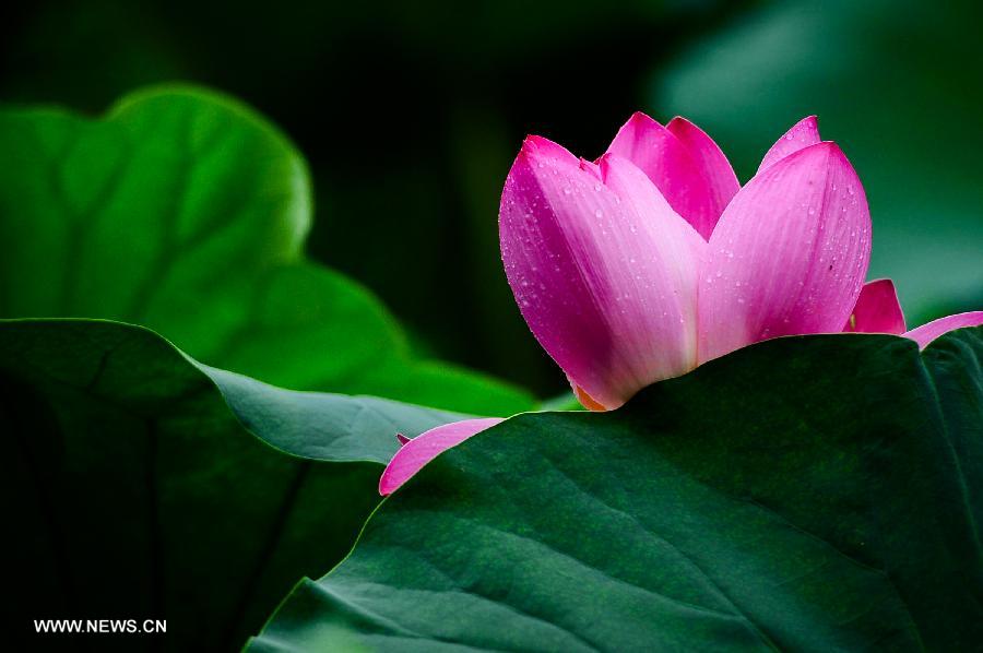 Lotus season in China