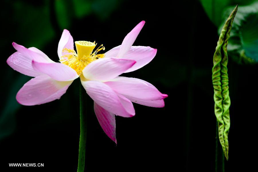 Lotus season in China