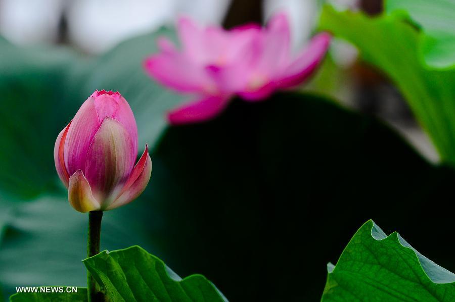 Lotus season in China