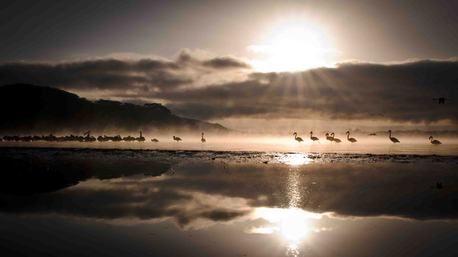 Flamingos at Crater's Lake