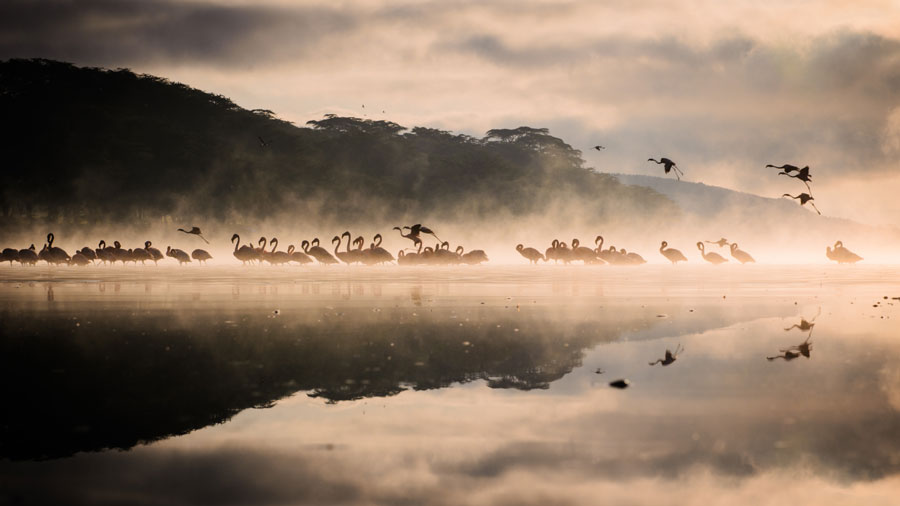 Flamingos at Crater's Lake