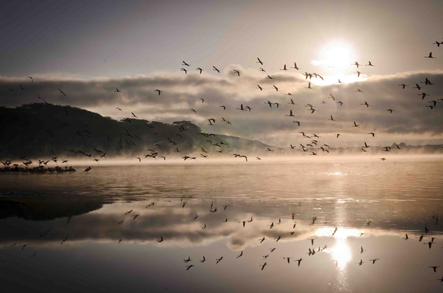 Flamingos at Crater's Lake