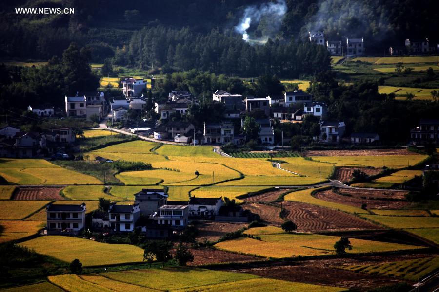 Paddy rice fields in China's Anhui