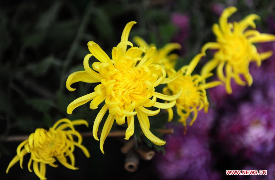 Wuhan Chrysanthemum Exhibition attracts vistors