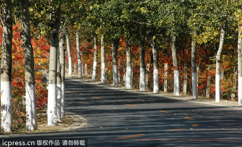 Top 10 places to enjoy autumn leaves in Beijing