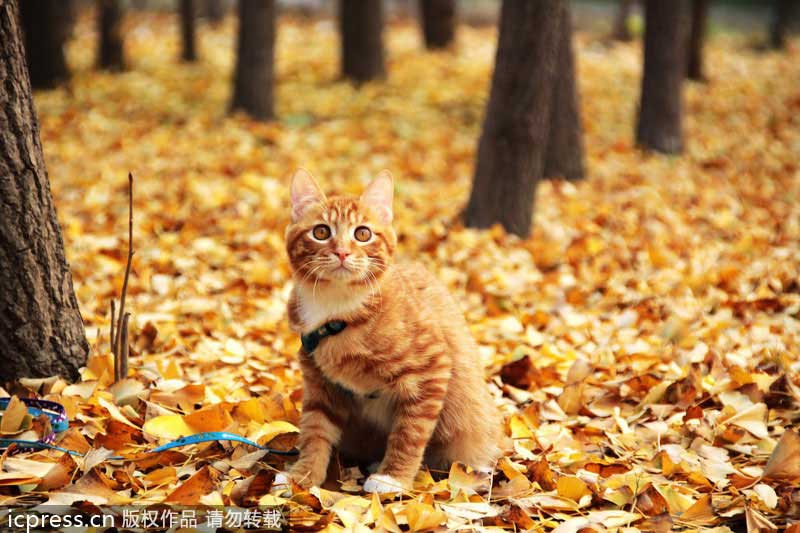 Golden ginkgo lightens Beijing up